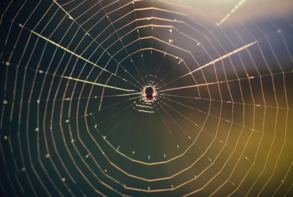 Na obrázku je moucha chycená uprostřed pavoučí sítě